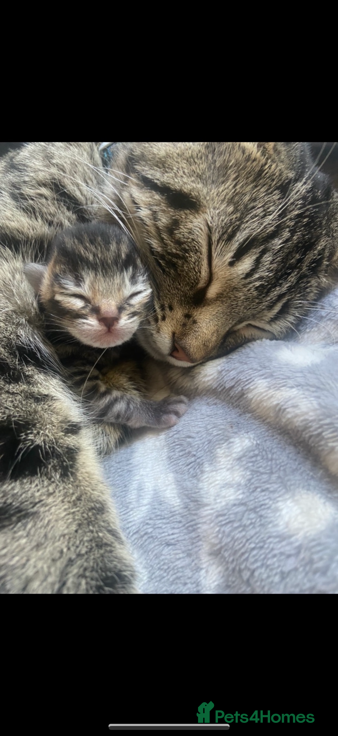 Mixed Breed cats for sale: Mixed kittens 4 males  - Image 2