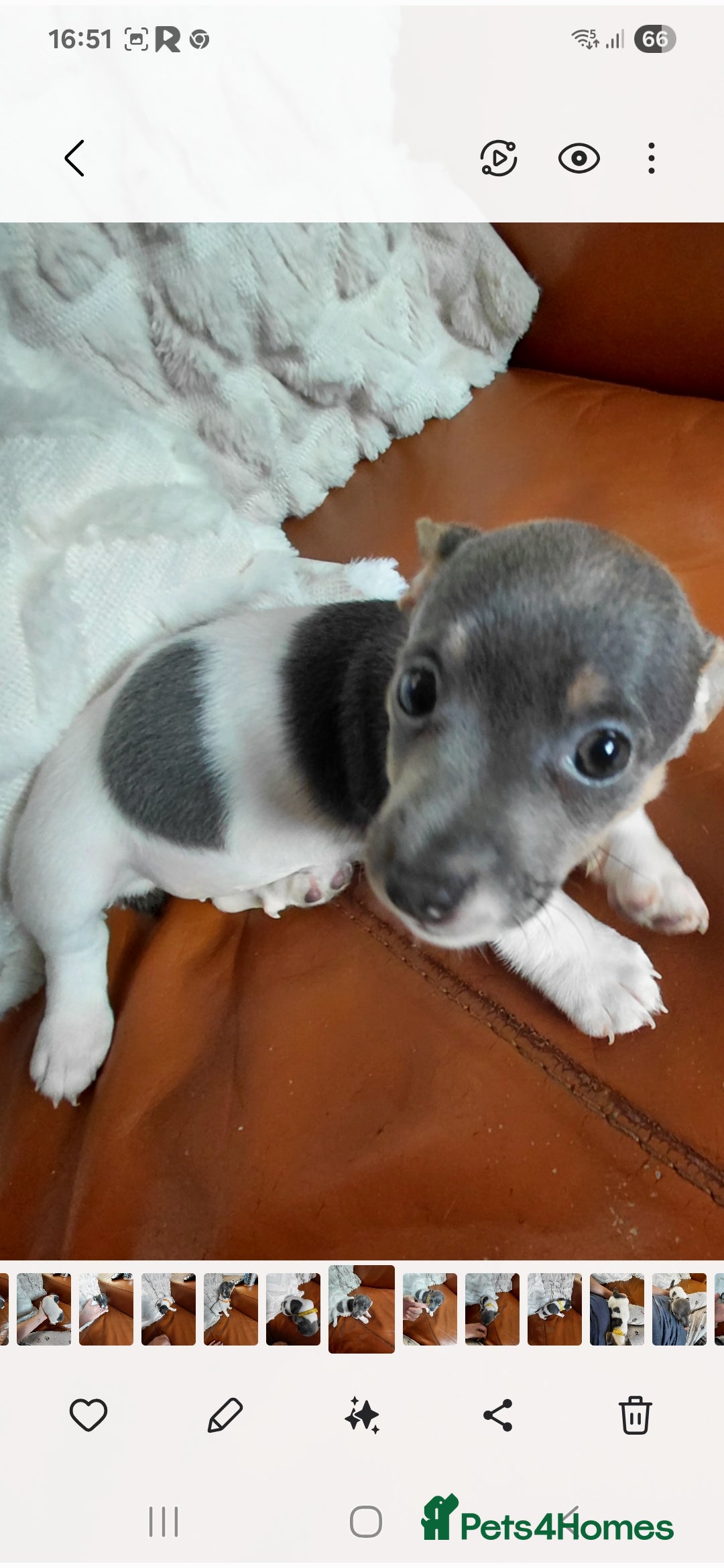 Jack Russell dogs for sale: Miniature Wenlock jack russell terriers - Image 6