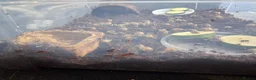 Snails invertebrates for sale: Baby giant african snails  in Ripley - Advert 4