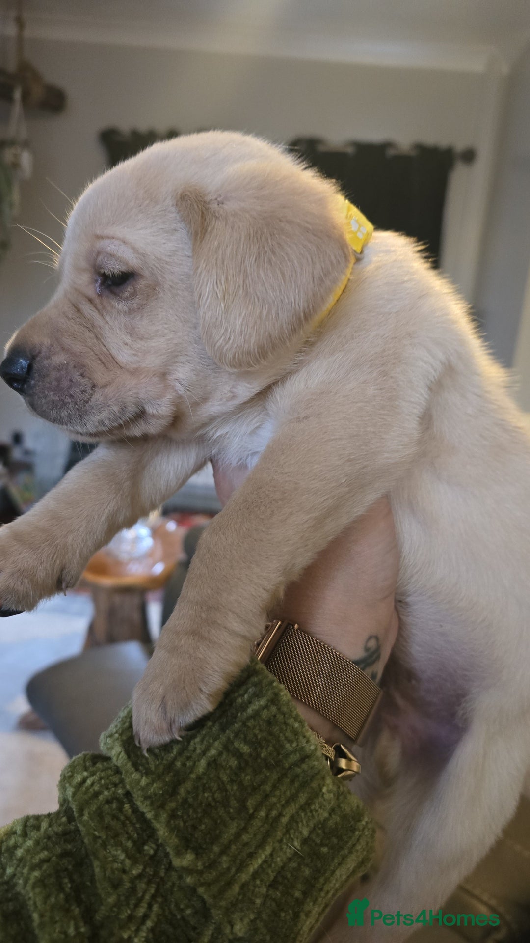 Labrador Retriever dogs for sale: Last kc labrador bitch available due to none coll - Advert 2