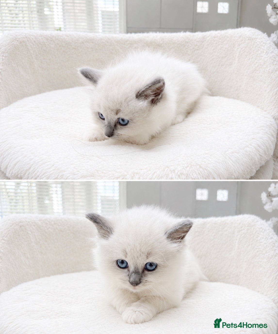 Ragdoll cats Beautiful Ragdoll Kittens – 3 Females & 2 Males - Advert 2
