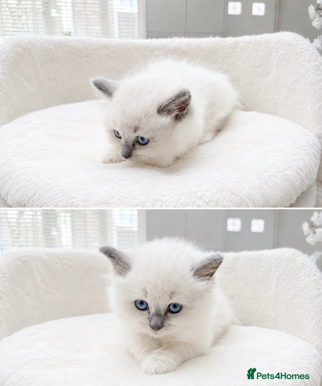 Ragdoll cats for sale: Beautiful Ragdoll Kittens – 3 Females & 2 Males - Advert 2