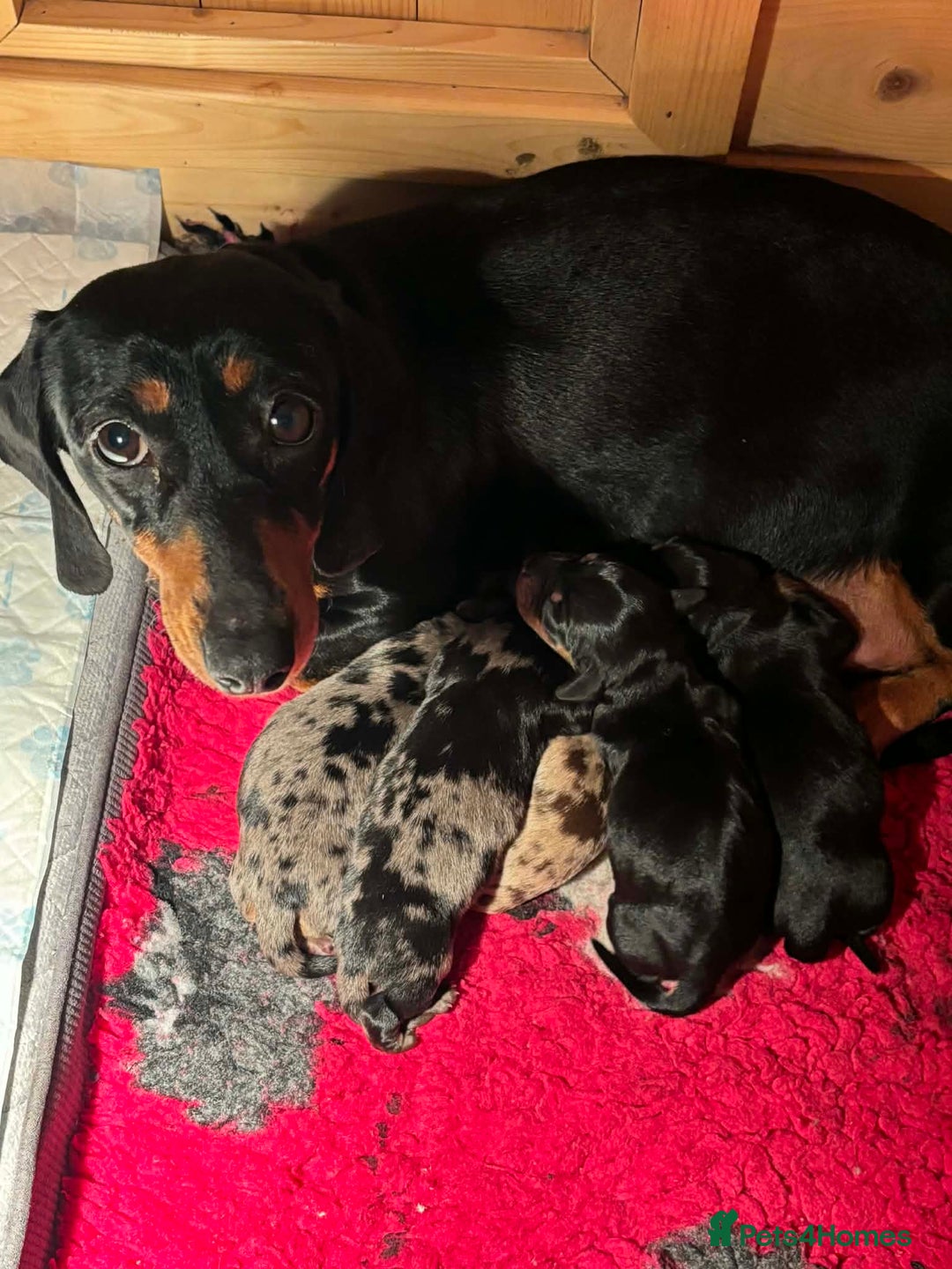 Dachshund dogs for sale: beautiful litter of five dachshund puppies - Advert 1