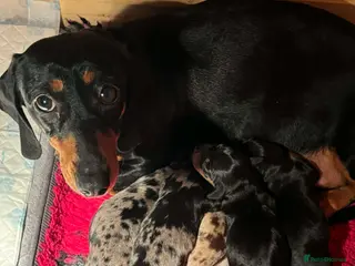 Dachshund dogs beautiful litter of five dachshund puppies - Advert 2