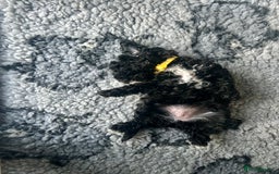 Maltipoo dogs for sale: Stunning F1b Toy Maltipoo puppies  in Bristol - Image 22