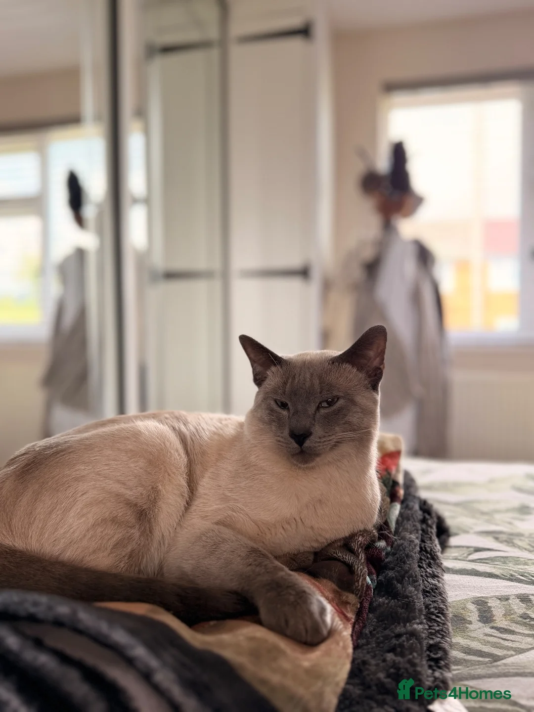 Siamese cats for sale: 🐾 Siamese kittens for sale 🐾 in Radstock - Advert 2
