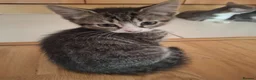 Mixed Breed cats for sale: Kittens in Walton-on-Thames - Advert 4