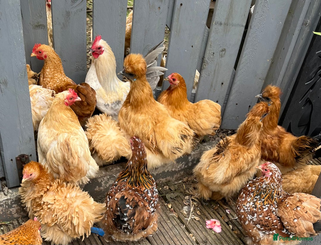 Chickens poultry for sale: 💕Bantam Pekins for sale 2025 birds 💕 - Image 2