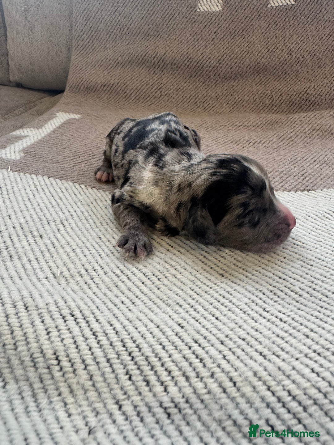 Cocker Spaniel dogs for sale: DNA Health Tested Merle Cocker Spaniel Puppies - Image 9