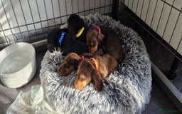 Miniature Dachshund dogs for sale: Miniature Dachshund puppies Longhaired & Smooth  - Image 2