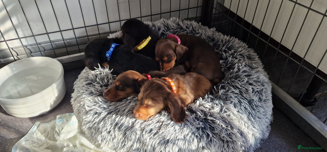 Miniature Dachshund dogs for sale: Miniature Dachshund puppies Longhaired & Smooth  - Image 2