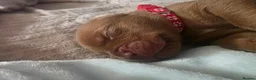 Dogue De Bordeaux dogs for sale: Beautiful chunky litter  - Advert 6