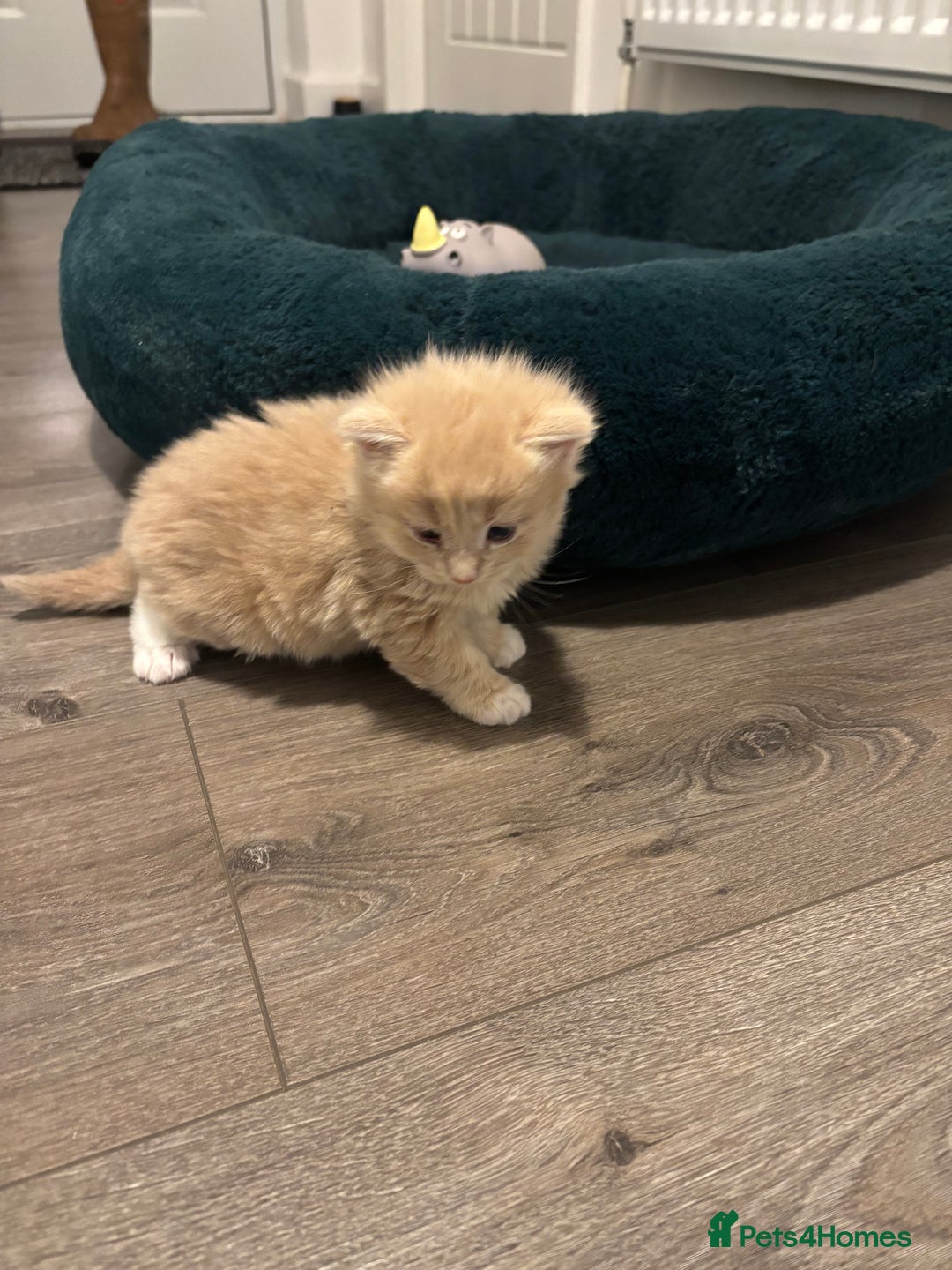 Mixed Breed cats for sale: Maine coon/Scottish fold cross - Advert 11