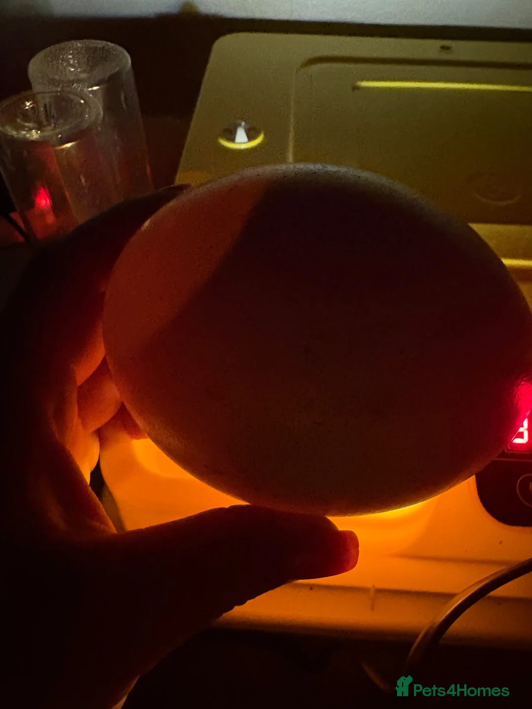 Mixed Breed poultry for sale: Fertile rhea hatching eggs  - Advert 8
