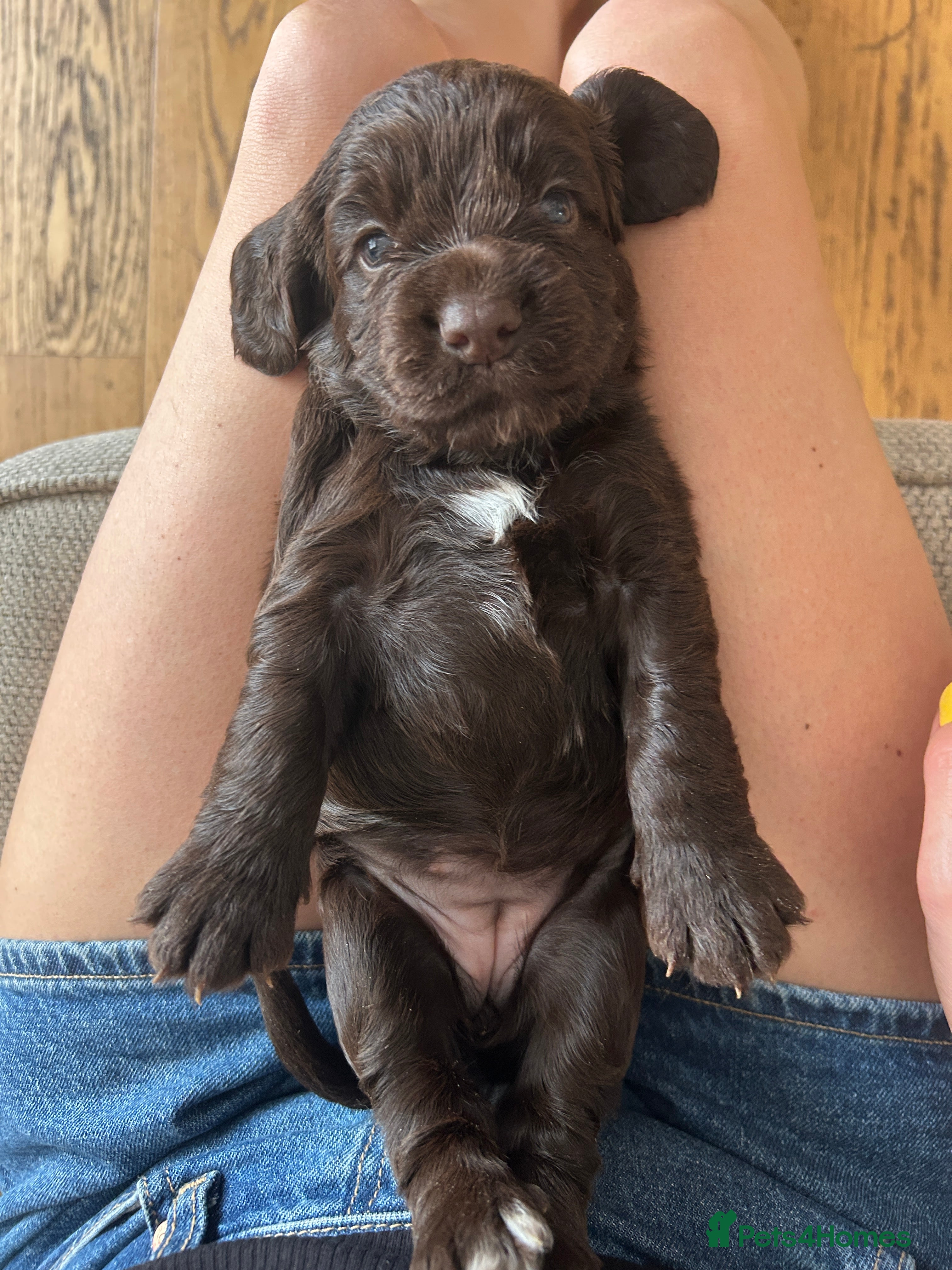 Cocker Spaniel dogs EXCEPTIONAL WORKING COCKER SPANIEL PUPPIES - Advert 2