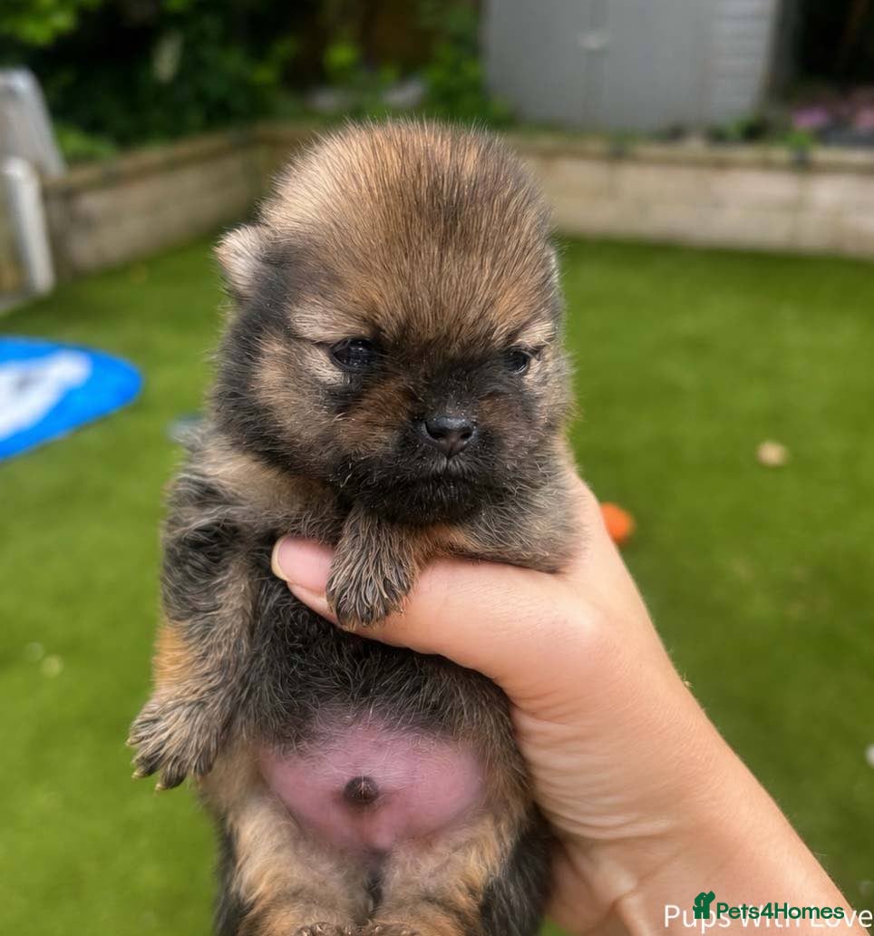 Pomeranian dogs ✨ Available to the Very Best Home Only ✨ - Advert 2