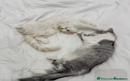 Munchkin cats for sale: Pedigree TICA Munchkin Kittens – Short Legs 🐈 - Image 16