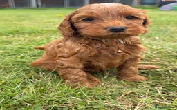 Cockapoo dogs for sale: Adorable F1B cockapoo puppies - Image 8