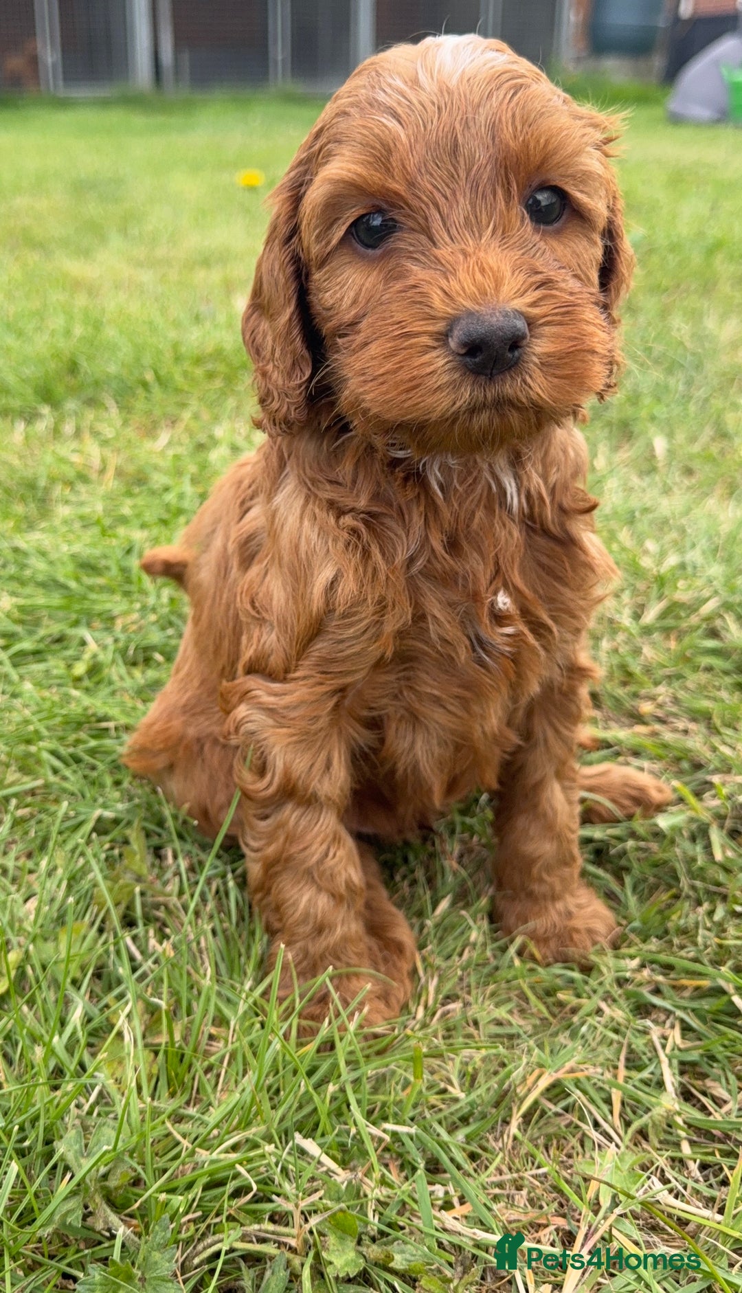 Cockapoo dogs for sale: Adorable F1B cockapoo puppies - Image 8