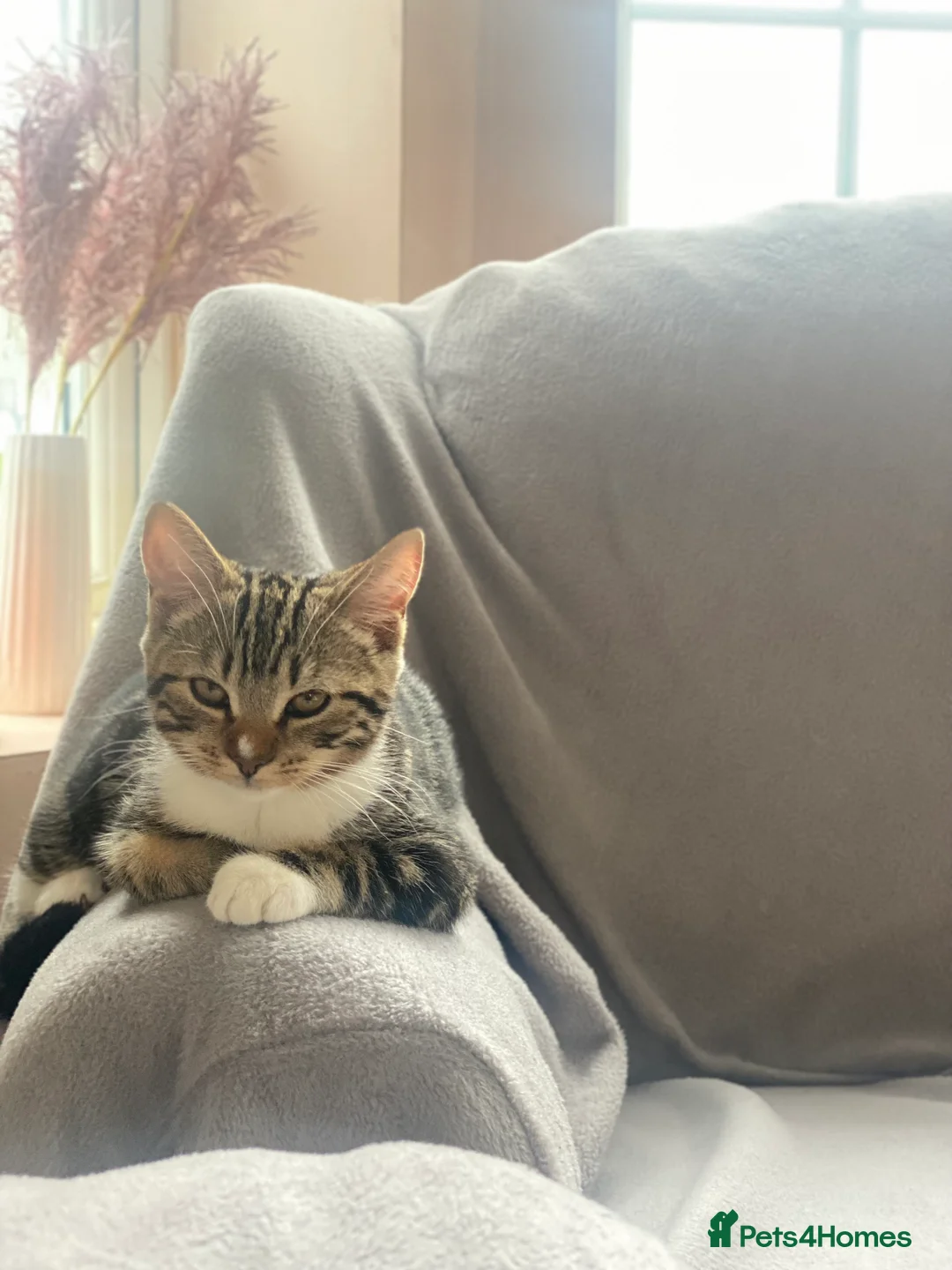 British Shorthair cats for sale: Fiona British short hair mixed breed female  in Hull - Advert 11