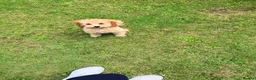 Toy Poodle dogs for sale: 1 boy available healthtested beautiful toy poodle  - Advert 13