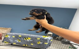 Rottweiler dogs for sale: Beautiful chunky Rottweiler puppy’s  - Image 5