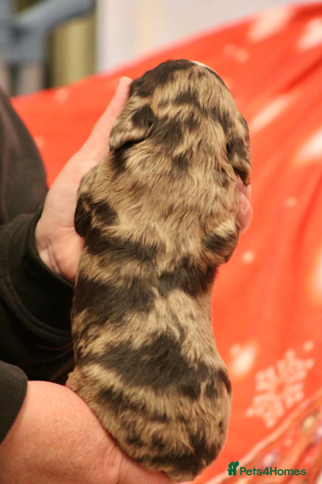 Cockapoo dogs for sale: Cockapoo puppies  - Advert 8