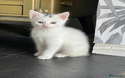 British Shorthair cats for sale: Kittens for sale  - Image 10