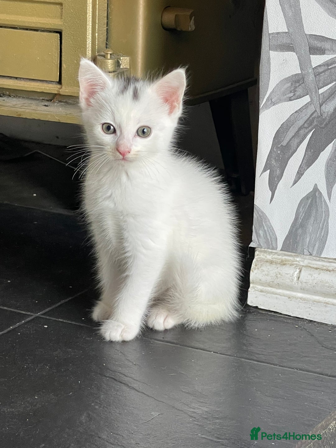 British Shorthair cats for sale: Kittens for sale  - Image 10