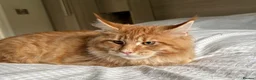 Maine Coon cats for sale: TICA reg FULL PEDIGREE MALE KITTEN  - Advert 5