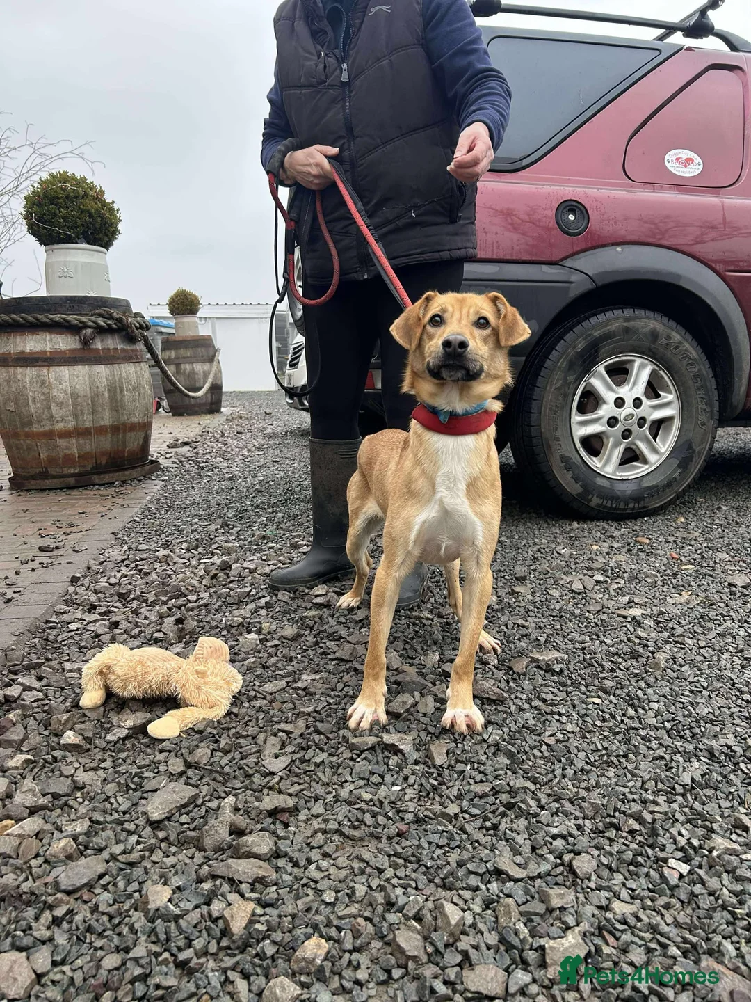 Mixed Breed dogs for adoption: OSCAR - Advert 12