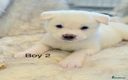 Akita dogs for sale: Akita puppies 4 - 2 boys 2 girls  - Image 13