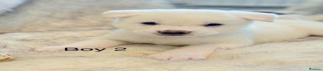 Akita Puppy 2
