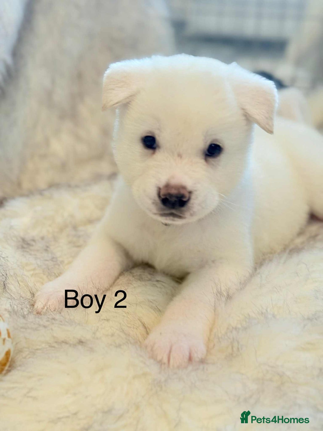 Akita dogs for sale: Akita puppies 4 - 2 boys 2 girls  - Image 13