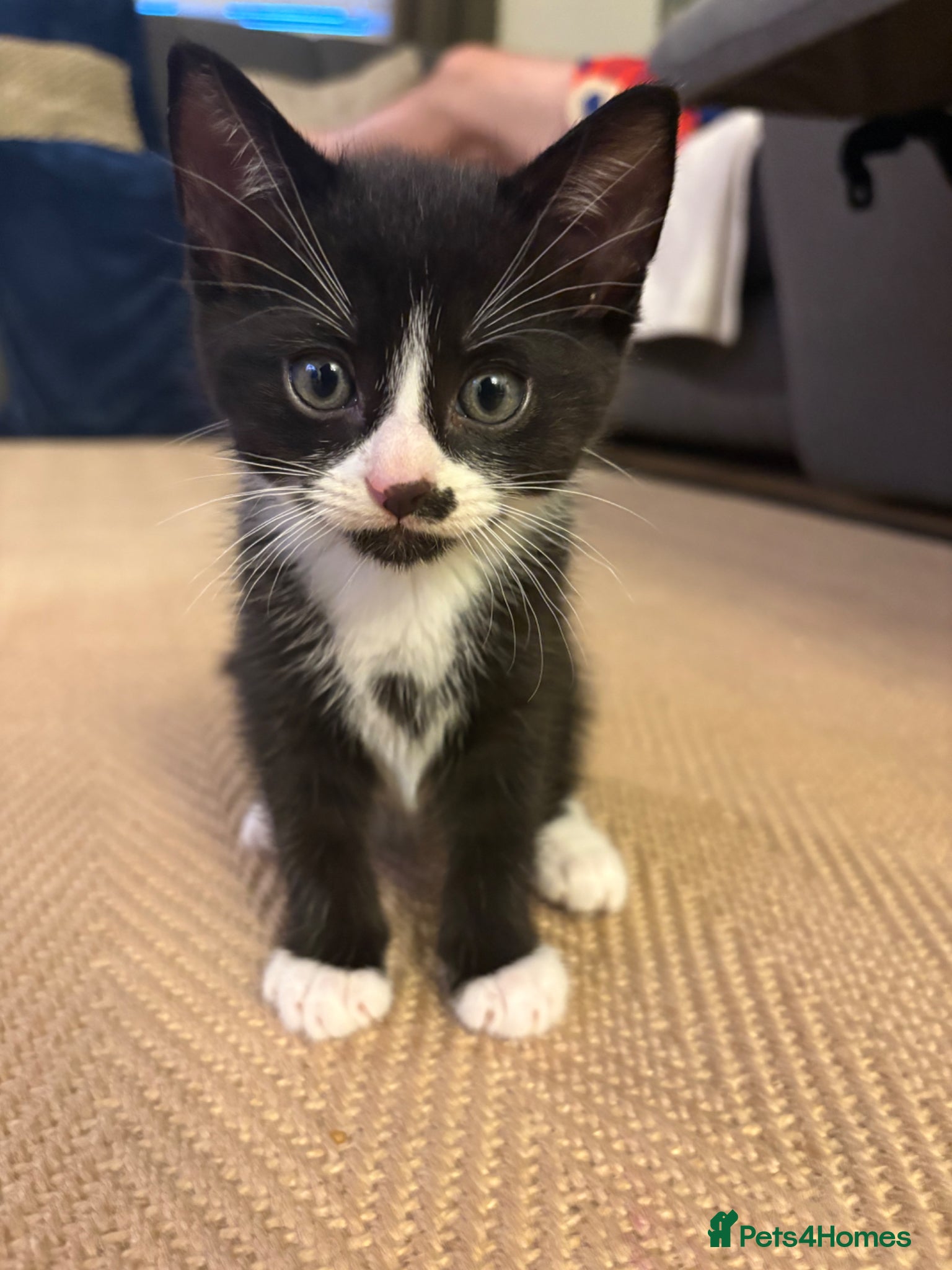 Mixed Breed cats for sale: Black and white kitten  - Advert 1