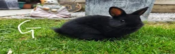 Netherland Dwarf rabbits for sale: Netherland dwarf  - Advert 3