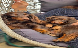 Miniature Dachshund dogs for sale: Beautiful longhaired dachshund girl  - Image 5