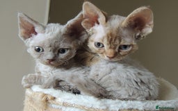 Devon Rex cats for sale: Beautiful Devon Rex Kittens - GCCF registered - Image 28