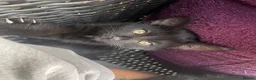Mixed Breed cats for sale: 3 Female Kittens in Portsmouth - Advert 4