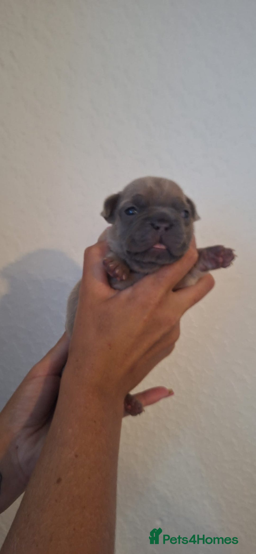 French Bulldog dogs for sale: French bulldogs  - Image 6