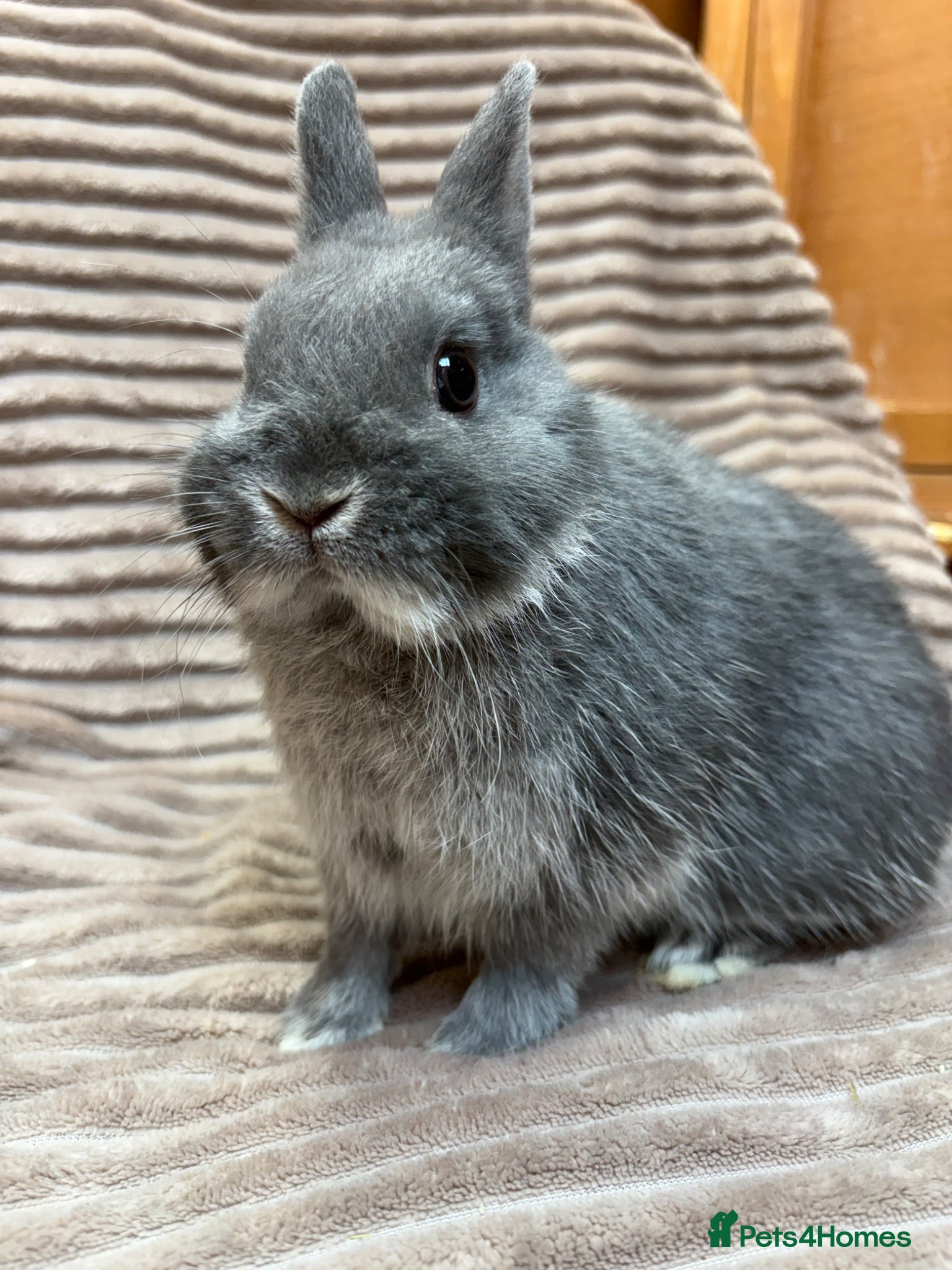 Netherland Dwarf rabbits Pure bred Netherland Dwarfs (vaccinated) - Advert 2