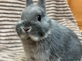 Netherland Dwarf rabbits Pure bred Netherland Dwarfs (vaccinated) - Advert 2