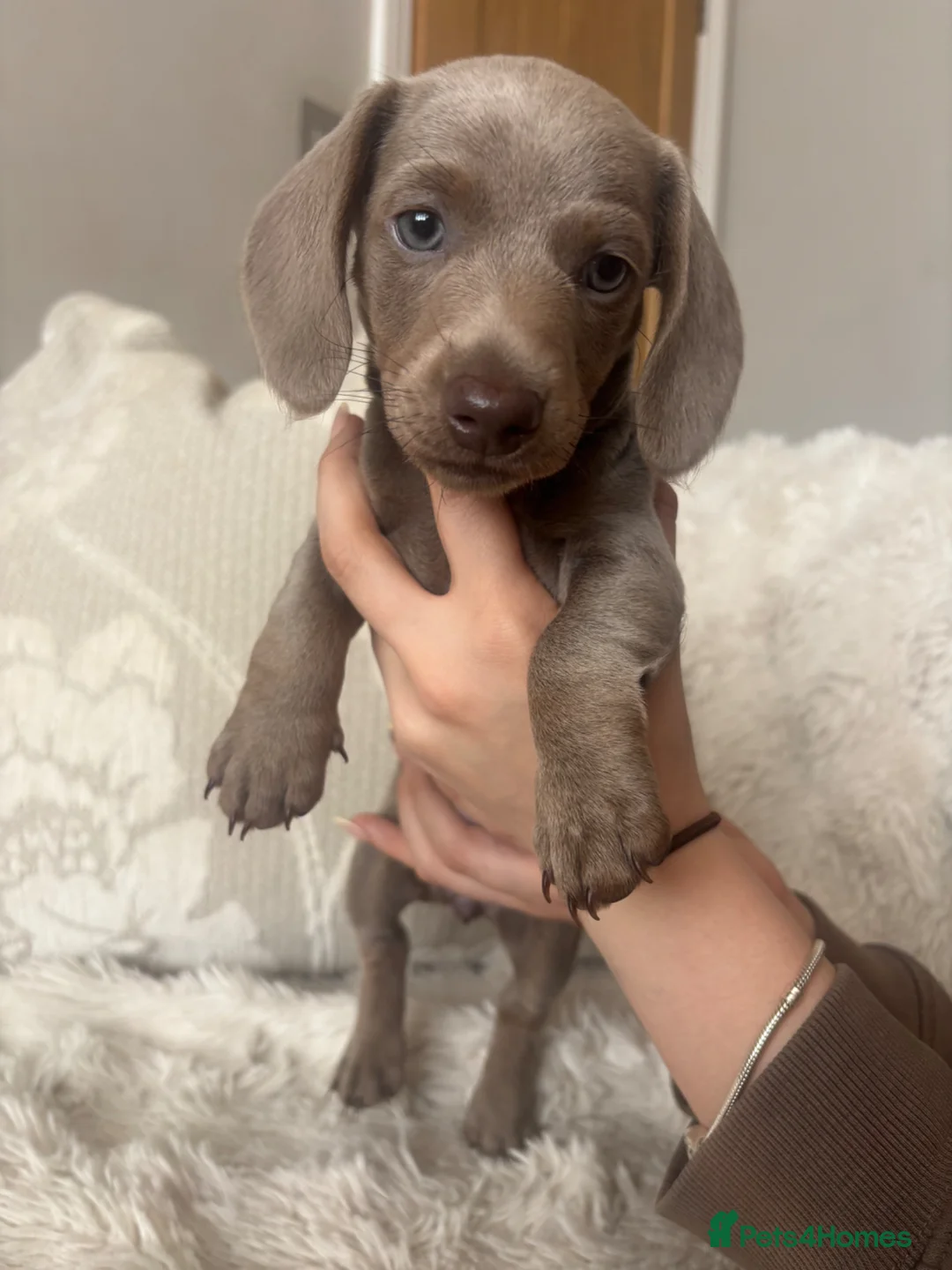Miniature Dachshund dogs for sale: Kc registered miniature dachshund  - Advert 21