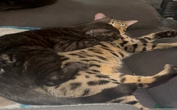 Bengal cats for sale: 2 Bengals Boy Brothers 11 Months Old - Advert 22
