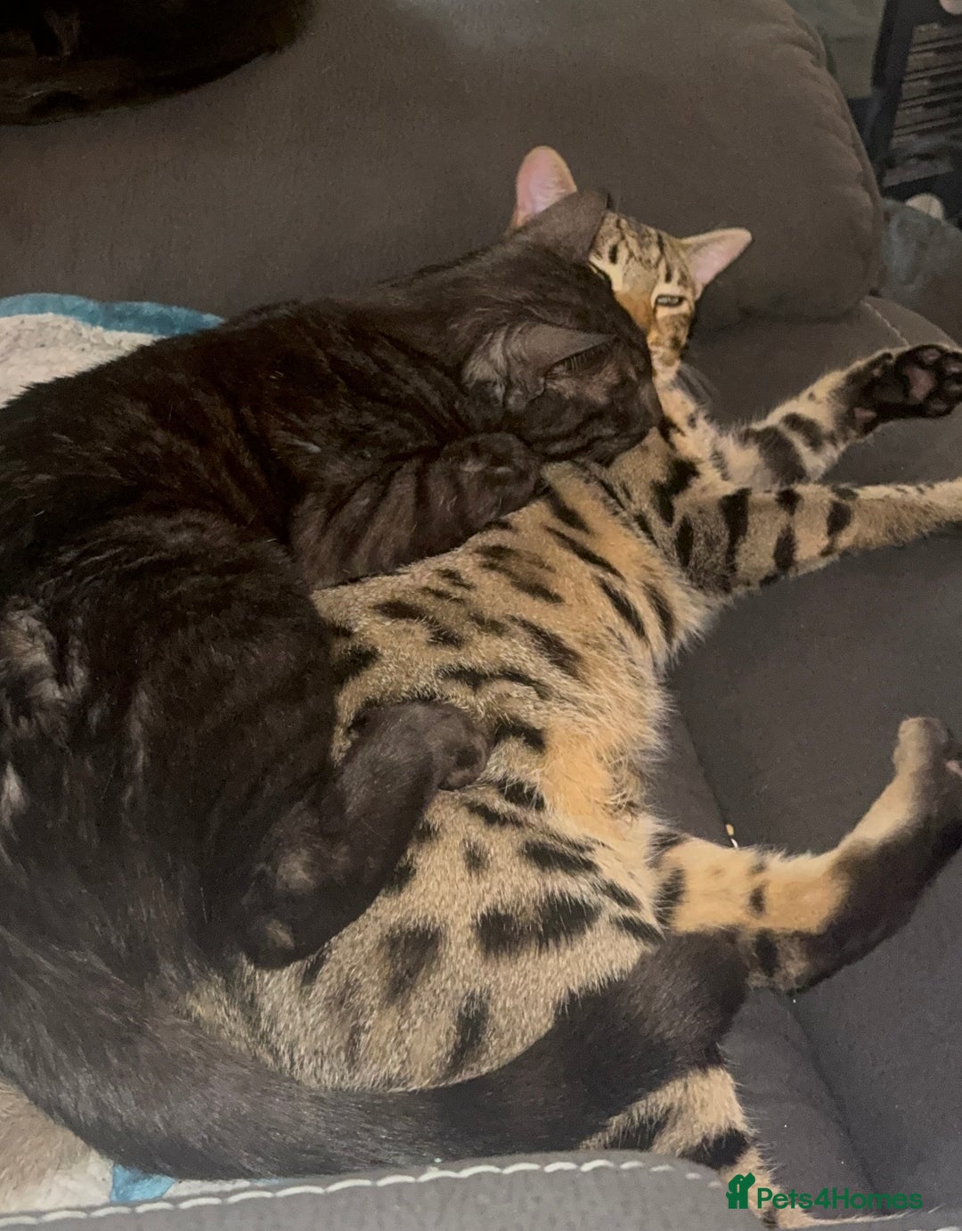 Bengal cats for sale: 2 Bengals Boy Brothers 11 Months Old - Advert 22