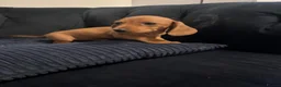 Miniature Dachshund dogs for sale: REDUCED AND READY for their new homes! KC PUPPIES! - Advert 21