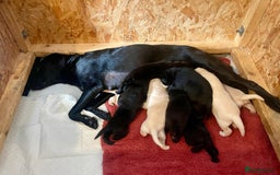 Labrador Retriever dogs for sale: Kc registered Labrador puppies for sale - Image 12
