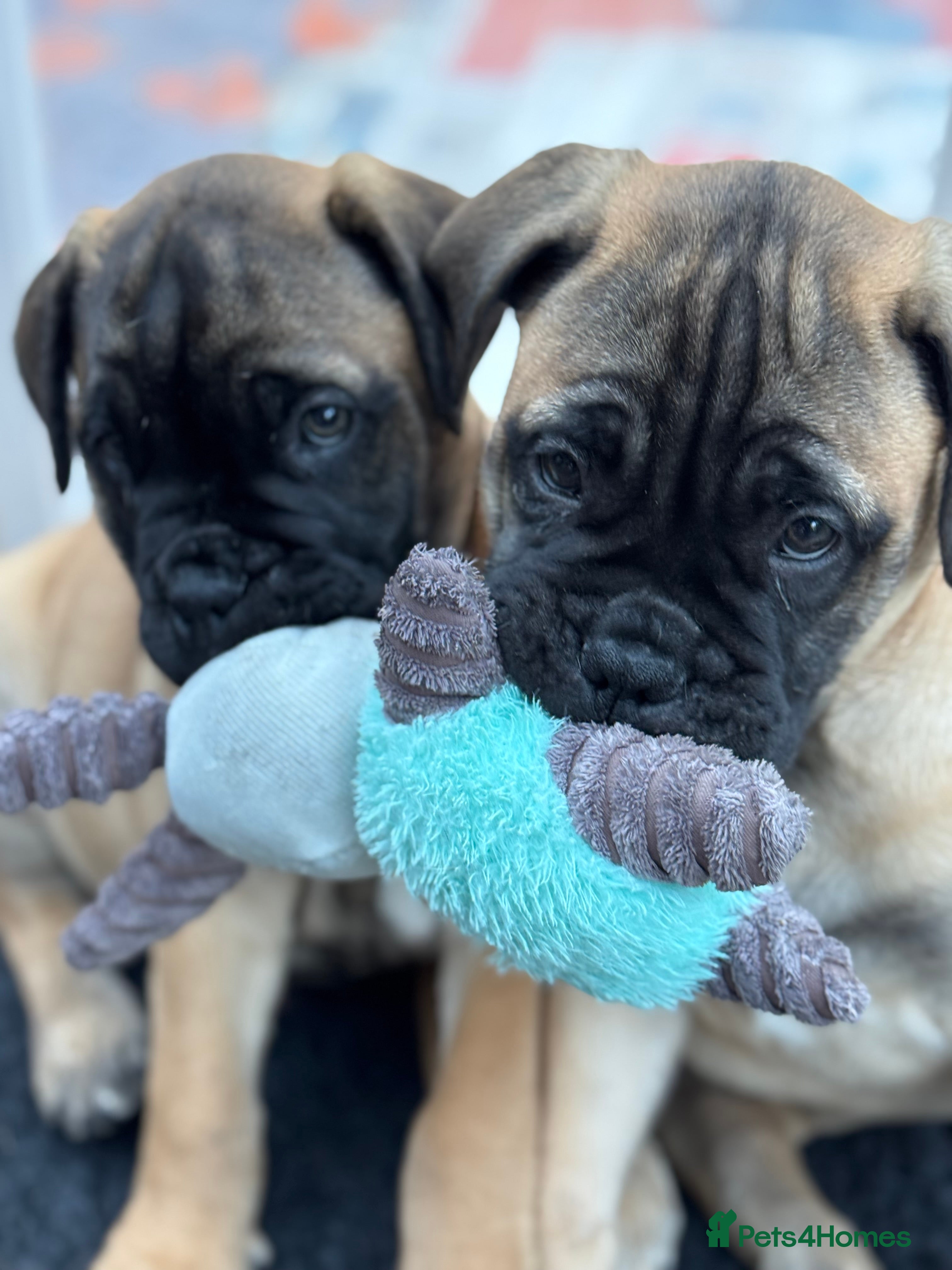 Bullmastiff dogs Beautiful Pedigree Puppies - Advert 1