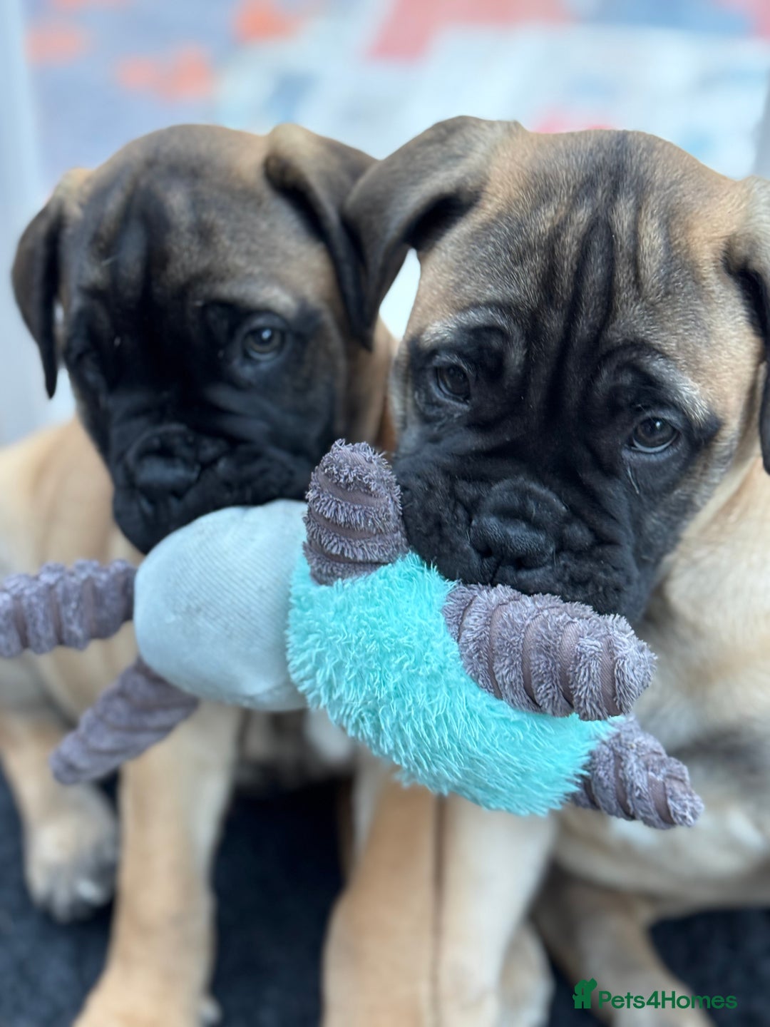 Bullmastiff dogs for sale: Beautiful Pedigree Puppies - Advert 3