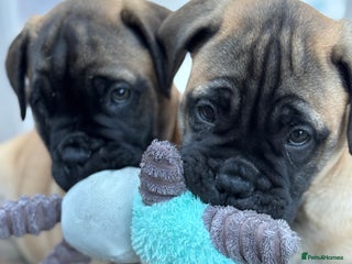 Bullmastiff dogs Beautiful Pedigree Puppies - Advert 13